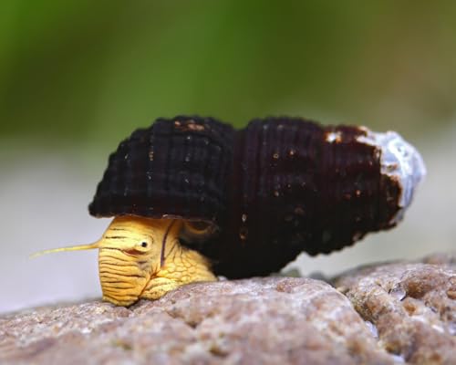 Yellow Mini Tylo Schnecken Tylomelania spec. 3 Stück - Aquarium Schnecken lebend - Kleine Algenfresser Schnecke für Becken ab 20l - Natürliche Aquarien Reinigung von NatureHolic