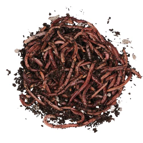 Futterwürmer - Mittel - 800 Stück im Sack von Natursache