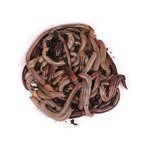 Natursache I Futterwürmer - Groß - für die Aufzucht von Fischen, Vögeln, Amphibien, Reptilien und Säugetieren (250 STK./Box) von Natursache