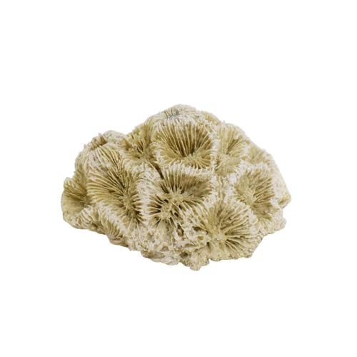 Nobby Aqua Ornaments Koralle 6,8 x 6,3 x 4 cm Nobby Aqua Ornaments Koralle 6,8 x 6,3 x 4 cm von Nobby