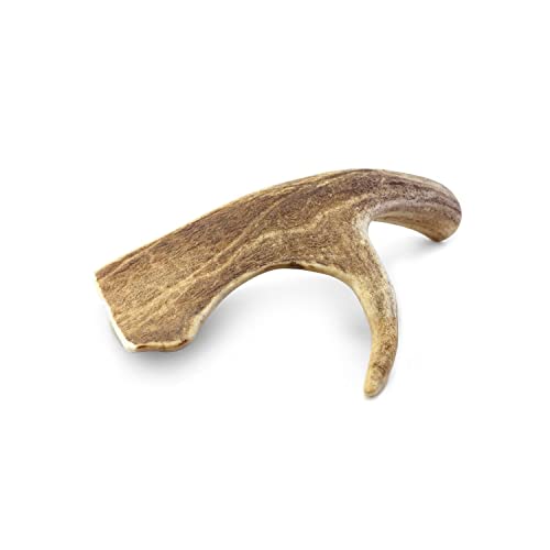 Nosli Damhirsch Geweihstange für Hunde & Welpen • Natürliches Hirschgeweih • Kauspielzeug Hund • M (75-150g) von Nosli