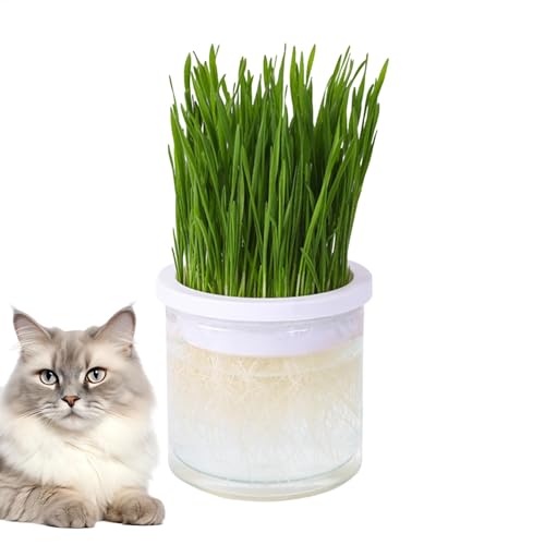 Nuyhadds Katzen-Pflanzgefäß – einfach zu züchtender Indoor-Pflanzgefäß für Katzen | Gesunde Katze für die Verdauung, ungiftig und sicher für Haustiere, perfekt für Jard Nuyhadds Katzen-Pflanzgefäß – einfach zu züchtender Indoor-Pflanzgefäß für Katzen | Gesunde Katze für die Verdauung, ungiftig und sicher für Haustiere, perfekt für Jard von Nuyhadds