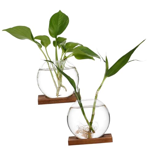 OFFSCH 2stücke Glasvase Für Blumenarrangements Transparente Terrarium-behälter Für Hydroponik Und Tischdekoration Für Kreative Blumenpräsentationen Und Centerpieces von OFFSCH