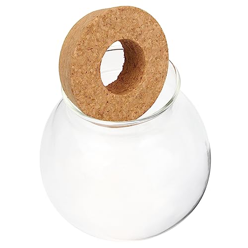 OFFSCH Hydroponischer Glasvase Für Pflanzen Kleine Runde Blume Vase Tisch Terrarium Für Wasserpflanzen Und Frische Blumen Für Büro Und Zuhause Design Mit Feiner Verarbeitung von OFFSCH