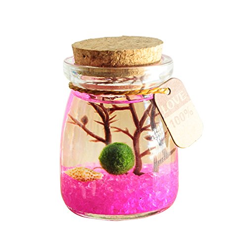 OMEM Marimo Ball Glas-Aquarium-Kit für Desktop-Dekoration, Zuhause, Urlaub, Party, Geschenke von OMEM