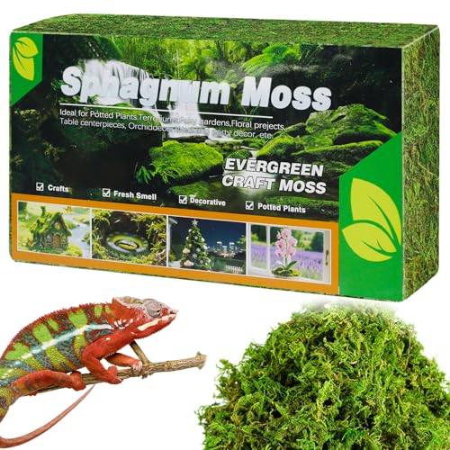 OMJMYY 300g Sphagnum Moos Reptilien Moos Sphagnum Moos Pflanzen Natürliche Premium Sphagnum Moss für Pflanzen Orchideen Reptilien Schlüpfen für Schlangen Gecko Schildkröte Eidechse Hamster(Hellgrün) OMJMYY 300g Sphagnum Moos Reptilien Moos Sphagnum Moos Pflanzen Natürliche Premium Sphagnum Moss für Pflanzen Orchideen Reptilien Schlüpfen für Schlangen Gecko Schildkröte Eidechse Hamster(Hellgrün) von OMJMYY