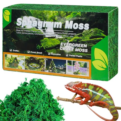 OMJMYY 300g Sphagnum Moos Spagnummoos für Pflanzen Orchideen Terrarium Blumenerde Sphagnum Moss Premium Naturprodukt Torfmoos für Reptilien Lebendes Geckos Schlange Schildkröten Frösche OMJMYY 300g Sphagnum Moos Spagnummoos für Pflanzen Orchideen Terrarium Blumenerde Sphagnum Moss Premium Naturprodukt Torfmoos für Reptilien Lebendes Geckos Schlange Schildkröten Frösche von OMJMYY