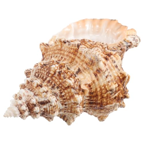 ORFOFE Muschel Landschaftsgestaltung Blumenpot Desktop Sea Conch Pflanzer Empfindliches Muschelhandwerk Für Sukkulenten von ORFOFE