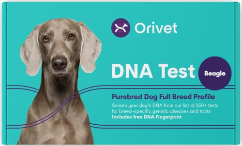 ORIVET Beagle Full Breed Profile Dog DNA Test Kit Umfassende Gesundheits- und Merkmalsuntersuchung von ORIVET