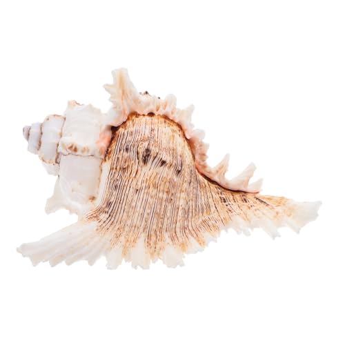 OUNONA Muschelschale Natürliche Muschel Für Dekoration Aquarium Und Strandthema Hochzeit Layout Prop Große Muscheldekoration Für Fischbecken Küsten Innenbereich von OUNONA