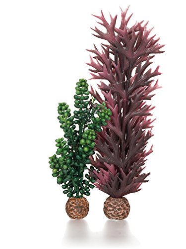 biOrb 55073 Seeperlen & Seetang, olivgrün – Dekorationsset aus zwei künstlichen Wasserpflanzen | zur Einrichtung von Süßwasseraquarien und Meerwasseraquarien geeignet von biOrb