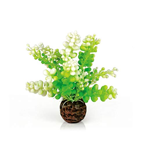 biOrb 46090 Aquarien Caulerpa, grün | Aquaristik | Aquarium | Aquariumpflanzen | Blumen | Dekoration | Zubehör von biOrb