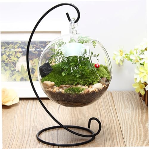 Luftpflanzenhalter, 12 cm klare Glasausbreitung Vasen mit Metallschmuck -Ausstellungsständer, abnehmbares Luftpflanzen -Terrarium, hängende Glaspflanzgefäß Luftpflanzenhalter, 12 cm klare Glasausbreitung Vasen mit Metallschmuck -Ausstellungsständer, abnehmbares Luftpflanzen -Terrarium, hängende Glaspflanzgefäß von Obelunrp