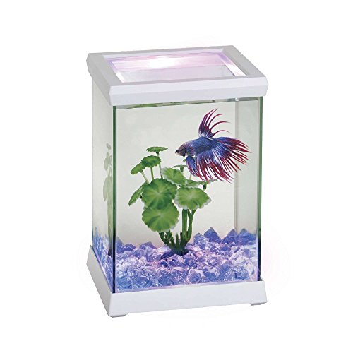 Ocean Free BettaSpace Aquarium in Würfelform mit LED-Beleuchtung Ocean Free BettaSpace Aquarium in Würfelform mit LED-Beleuchtung von Ocean Free