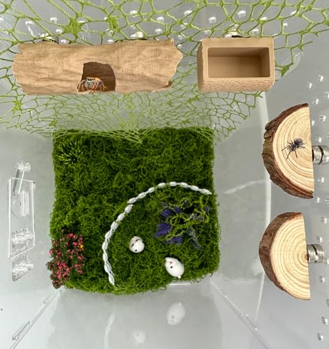 6-teiliges Springspinnenzubehör-Set, Baum-Springspinne, Kletterspielzeug mit Höhle, springender Spinnen-Futterspender, 2 Holzplattformen und 2 grüne Moosbänder, kleines Reptiliengehege 6-teiliges Springspinnenzubehör-Set, Baum-Springspinne, Kletterspielzeug mit Höhle, springender Spinnen-Futterspender, 2 Holzplattformen und 2 grüne Moosbänder, kleines Reptiliengehege von Okueejur