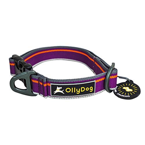 OllyDog Urban Journey Reflektierendes Hundehalsband mit Stabiler Schnalle, leichtes Trainingshalsband für große, mittelgroße und kleine Hunde (groß, Wild Aster) von OllyDog