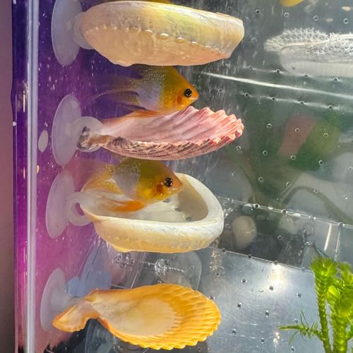 Betta-Fische, Ruheplatz, Muschelbett, Spielzeug für Aquarien, kleine Fische, Versteck, Dekoration, natürlicher Lebensraum, Laichplätze für Betta-Garnelen, Buntbarsche, 4 Stück Betta-Fische, Ruheplatz, Muschelbett, Spielzeug für Aquarien, kleine Fische, Versteck, Dekoration, natürlicher Lebensraum, Laichplätze für Betta-Garnelen, Buntbarsche, 4 Stück von Oncpcare