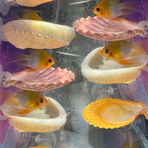 Betta-Fische, Ruheplatz, Muschelbett, Spielzeug für Aquarien, kleine Fische, Versteckdekoration, natürlicher Lebensraum, Laichplätze für Betta-Garnelen, Buntbarsche, 6 Stück von Oncpcare