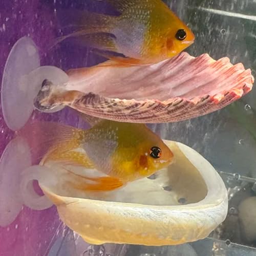 Oncpcare Aquarium-Dekoration, Ruheplatz, Muschelbett, Spielzeug für Aquarium, kleine Fische, Versteck, Dekoration, natürlicher Lebensraum, Laichplätze für Betta-Fische, Garnelen, Buntbarsche, 2 Stück Oncpcare Aquarium-Dekoration, Ruheplatz, Muschelbett, Spielzeug für Aquarium, kleine Fische, Versteck, Dekoration, natürlicher Lebensraum, Laichplätze für Betta-Fische, Garnelen, Buntbarsche, 2 Stück von Oncpcare