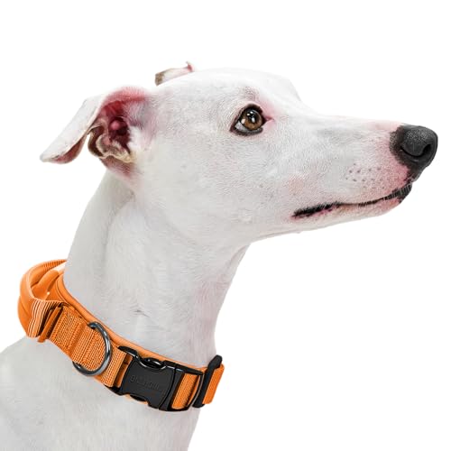 OneTigris Hunde Halsband mit Metallschnalle für Hunde Orange S von OneTigris