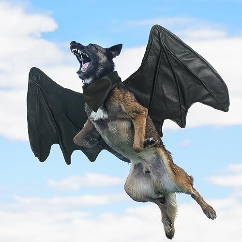 Halloween Kostüme für Hunde, Fledermaus Drachen Vogel Flügel Kostüm für große mittlere kleine Hunde (schwarzer Fledermausflügel,M) von Onmygogo