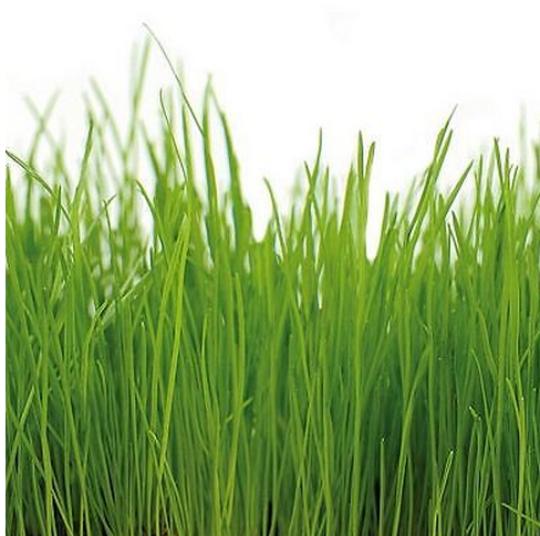 Optima® Dauerweide Gii oK 20kg Premium-Gräsermischung ohne Klee von Optima