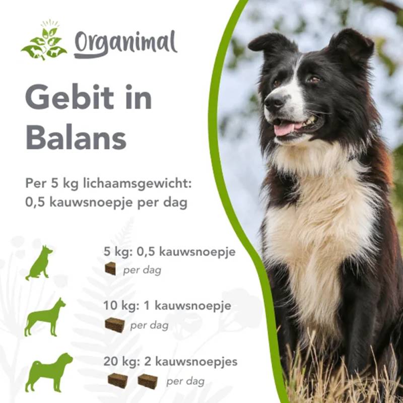 Organimal Gebiss im Gleichgewicht - Hund - 30 Stück Organimal Gebiss im Gleichgewicht - Hund - 30 Stück von Organimal
