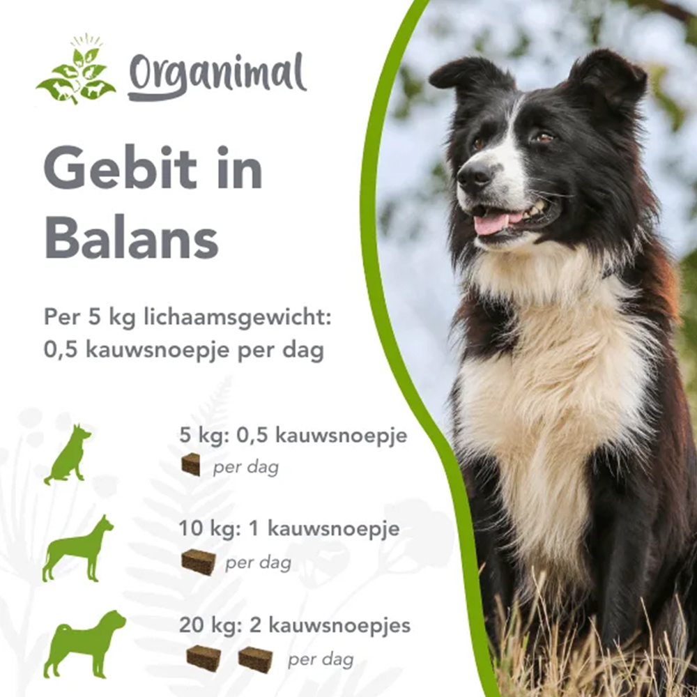 Organimal Gebiss im Gleichgewicht - Hund - 75 Stück Organimal Gebiss im Gleichgewicht - Hund - 75 Stück von Organimal