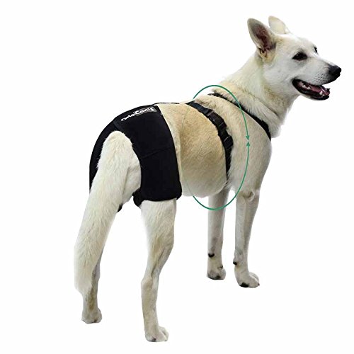 Ortocanis - Hüftbandage für Hunde mit Hüftdysplasie oder Arthrose (Größe XS) von Ortocanis