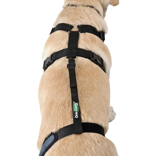 Ortocanis - Haltegurt für Kniebandage Hund - Verhindert das Abrutschen und Sichert die Kniebandage - Fördert die Stabilität - Größe nur Gurtband: S 38-51 cm von Ortocanis