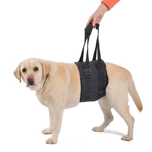 Ortocanis - Tragegurt, Hebegeschirr für Hunde mit Bewegungsproblemen, Hinterbeinunterstützung, Größe S Ortocanis - Tragegurt, Hebegeschirr für Hunde mit Bewegungsproblemen, Hinterbeinunterstützung, Größe S von Ortocanis