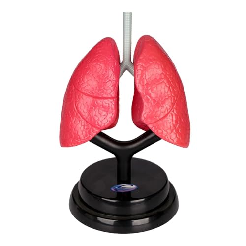 Oshhni Modell des Atmungssystems, Lehrmodell, Körperteile, Organe, menschliches Lungenmodell für das naturwissenschaftliche Lernen von Oshhni