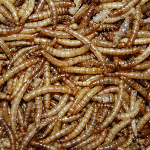 Oswalt Mehlwürmer 10kg - Getrocknet - Vogelfutter, Fischfutter, Igelfutter, Nagerfutter Oswalt Mehlwürmer 10kg - Getrocknet - Vogelfutter, Fischfutter, Igelfutter, Nagerfutter von Oswalt
