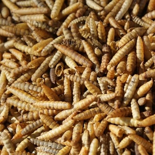 Oswalt Soldatenfliegenlarven Getrocknet 10kg - Black Soldier Fly - Energiereiches Futter für Vögel, Fische, Nager & Reptilien von Oswalt