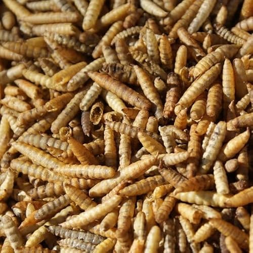 Oswalt Soldatenfliegenlarven Getrocknet 5kg - Black Soldier Fly - Energiereiches Futter für Vögel, Fische, Nager & Reptilien von Oswalt