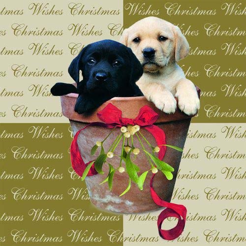 Otter House Weihnachtskarte mit Umschlag - Christmas Pots - Labrador von Otter House