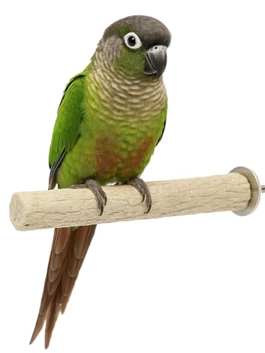 Back Zoo Nature Super Stone Perch S/M -15cm Parakeet Back Zoo Nature Super Stone Perch S/M -15cm Parakeet von Our Pet Village