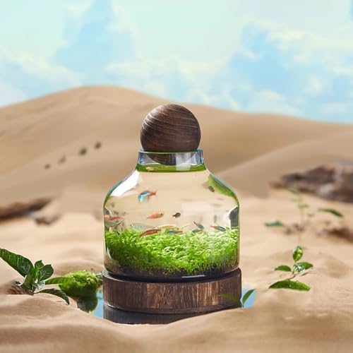 PA-DABAOO Glas-Aquarium Mit Holzstütze Und Holzkugel, Transparente Flaschenförmige Fischschale, Mikroökologische Landschaft, Schreibtisch-Heimdekoration,24 * 17cm von PA-DABAOO