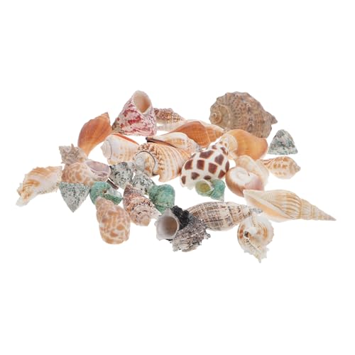 PENIKOKO 1 Satz Meeresmuschel für Fischbehälter Ersatz Zubehör für Aquarienlandschaft Natürliche Conch für für Aquarienliebhaber von PENIKOKO