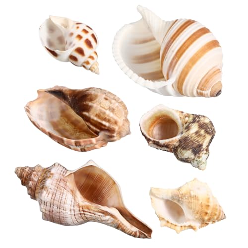 PENIKOKO 6 Stück Natürliche Muscheln Teiliges für Dekoration Basteln DIY Projekte Glatte Krabbenschalen aus Echtem Conch für Aquarium Tischdeko Strand PENIKOKO 6 Stück Natürliche Muscheln Teiliges für Dekoration Basteln DIY Projekte Glatte Krabbenschalen aus Echtem Conch für Aquarium Tischdeko Strand von PENIKOKO