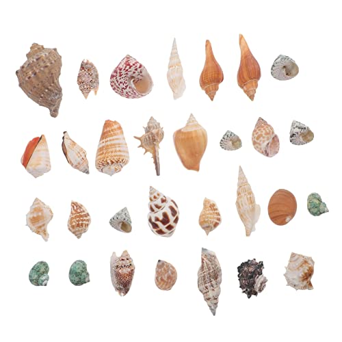 PEPLAYTAL 1 Satz Einsiedler Krebse Muschel Dekorationen Aquarium Meeresmuschel Schmückt Teich Muschel Aquarienverzierung Desktop-Muschel-Ornament Couch-Ornament Natürliche Muschel von PEPLAYTAL
