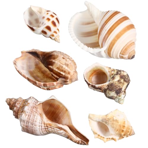 PEPLAYTAL 6 Stück Muschel-Einsiedlerkrebs-Schale Einsiedlerkrebs-Sand Wunderschale Aquarium Jumbo-Schalen Dekorative Muscheln Aquarien Dekoration Kokosschale Krabben-Party-Dekorationen Hülse von PEPLAYTAL
