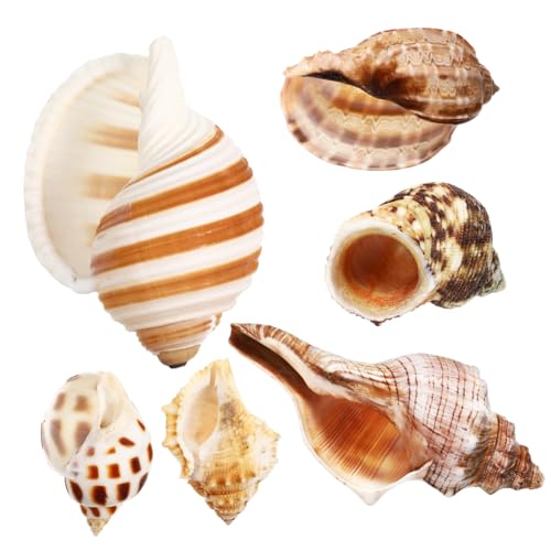 PERSELOSO 6 Stück Muschel-Einsiedlerkrebs-Schale Dekorative Muscheln Aquarien Dekoration Aquarienschmuck große Einsiedlerkrebsschalen Krabbendekor Muscheln von Einsiedlerkrebsen Hülse von PERSELOSO