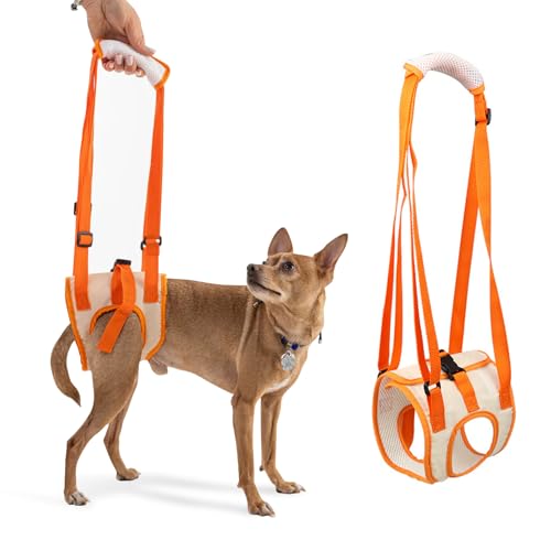 PETCUTE Hundehebegeschirr,Einstellbar Hundestützgeschirr für Rückenbeine,Hebegeschirr für Mittelgroße Hunde,Bietet Unterstützung Hilft Hunden mit Schwachen Hinterbeinen, Verletzungen, Behinderungen PETCUTE Hundehebegeschirr,Einstellbar Hundestützgeschirr für Rückenbeine,Hebegeschirr für Mittelgroße Hunde,Bietet Unterstützung Hilft Hunden mit Schwachen Hinterbeinen, Verletzungen, Behinderungen von PETCUTE