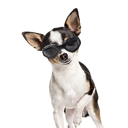 PETLESO Hundebrille Stilvolle Haustier Sonnenbrille Anti-Beschlag Wasserdicht Winddicht Augenschutz Anti-UV Schutzbrille für Kleine/Mittelgroße Hunde, Schwarz von PETLESO