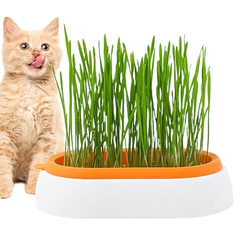 PHASZ Katzengras-Pflanzgefäß, Katzengras-Tablett – Keimschale für Katzen im Innen- oder Außenbereich, verhindert Haarballen und fördert die Verdauung, perfekt für jeden Anlass von PHASZ