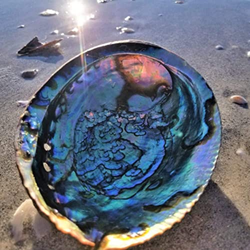 10–13 cm natürliche Abalone-Muscheln, große Muscheln, nautische Heimdekoration, Seifenschale, Landschaft, DIY-Dekoration, Aquarium, Hochzeit, Tank 10–13 cm natürliche Abalone-Muscheln, große Muscheln, nautische Heimdekoration, Seifenschale, Landschaft, DIY-Dekoration, Aquarium, Hochzeit, Tank von PLGEBR
