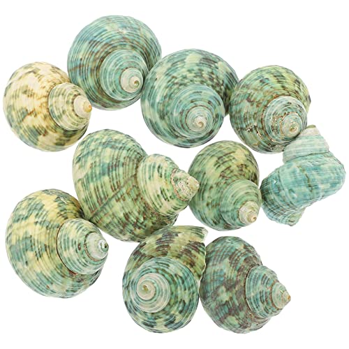 POPETPOP Natürliche Ornamente Decoration Aquariumschuhe Dekorationen Fischtank -Layout -Muschel Requisiten Krabbenschalen Ornamente Desk Muscheln Aquarium Natürlich POPETPOP Natürliche Ornamente Decoration Aquariumschuhe Dekorationen Fischtank -Layout -Muschel Requisiten Krabbenschalen Ornamente Desk Muscheln Aquarium Natürlich von POPETPOP