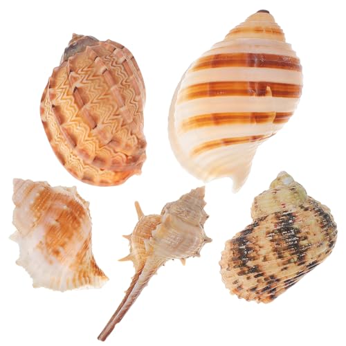 POPETPOP Küstenaquarium- – 5 Dekorative Muschelschalen Natürliche Muscheln Für Aquarien Und POPETPOP Küstenaquarium- – 5 Dekorative Muschelschalen Natürliche Muscheln Für Aquarien Und von POPETPOP