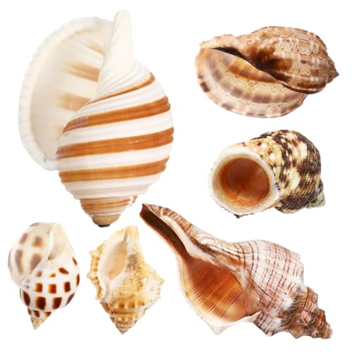 POPETPOP Krabbenmuscheln-Set 6 Stück Meeresmuscheln Krabben-Dekoration Für Aquarium Heimdekoration Bastelbedarf Einzigartige Strukturierte Muscheln von POPETPOP